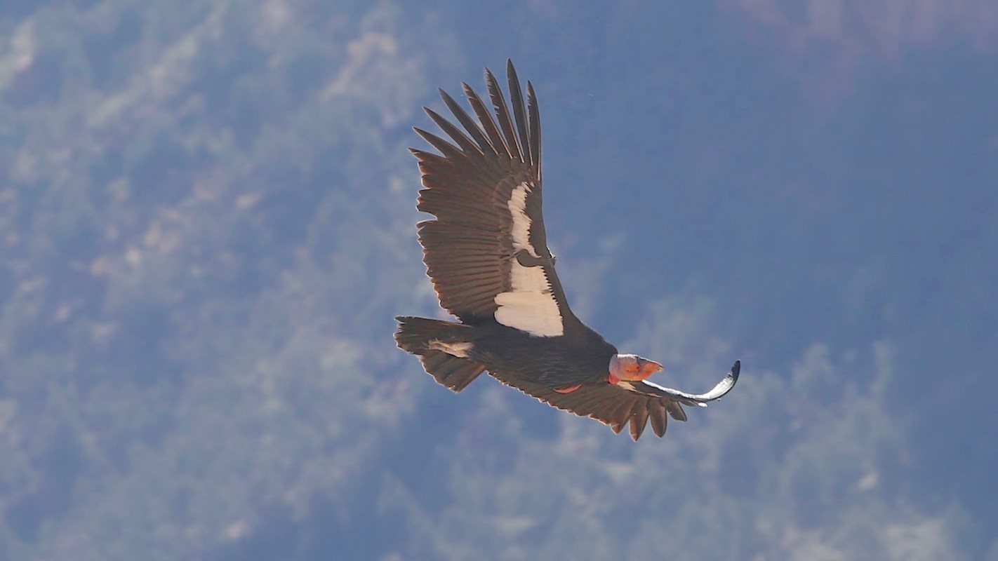 A large California condor with black wings and a distinctive head gliding through a blue sky.