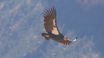 A large California condor with black wings and a distinctive head gliding through a blue sky.