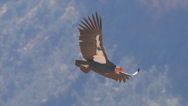 A large California condor with black wings and a distinctive head gliding through a blue sky.