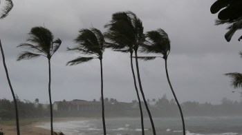 Palm trees bending in strong winds against a stormy sky near a beach.