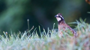 A male northern bobwhite quail stands among dew-covered grass with a softly blurred green background.