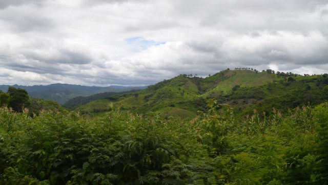 A large green forest under a cloudy sky.