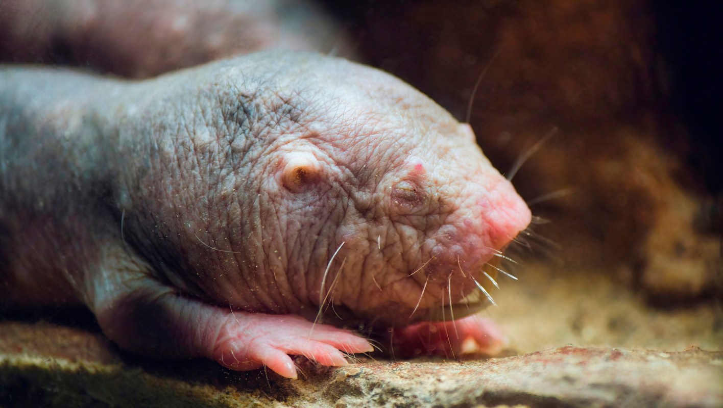 A close-up of a naked mole rat resting on a surface, showcasing its wrinkled skin and small limbs.