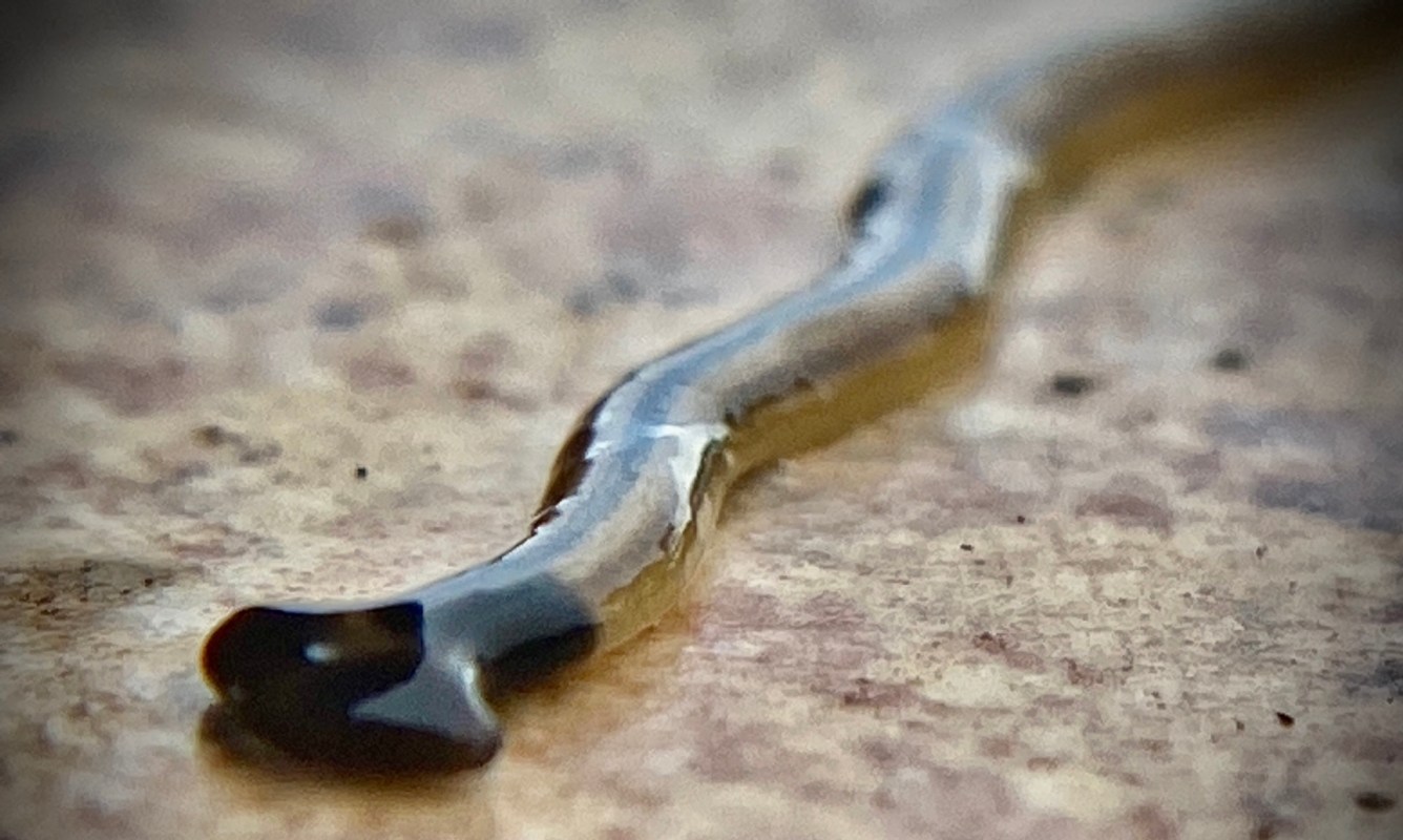 A close-up of a glossy, sinuous black hammerhead worm on a textured surface.