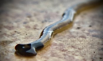 A close-up of a glossy, sinuous black hammerhead worm on a textured surface.