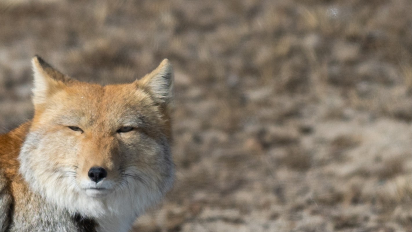A close-up of a Tibetan sand fox with a focused expression in a natural, blurred background.
