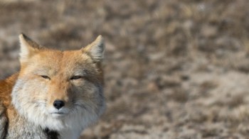 A close-up of a Tibetan sand fox with a focused expression in a natural, blurred background.