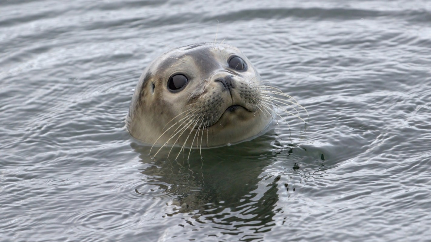 A seal's head emerges from the water, surrounded by rippling reflections.