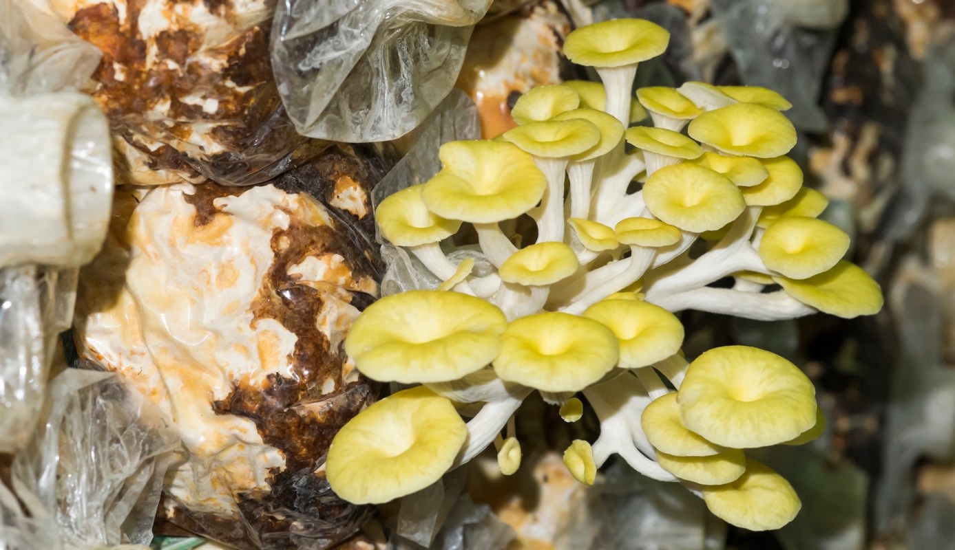 A cluster of bright golden oyster mushrooms growing among organic matter in plastic bags.