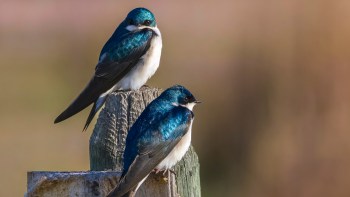 Two blue and white tree swallows perched on a wooden post.