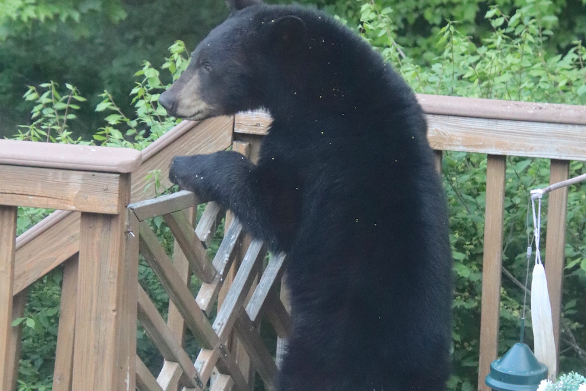 Colorado residents could get paid to help stop bear break-ins