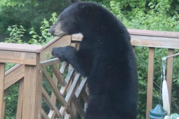A black bear stands on a wooden railing, surrounded by lush green foliage.