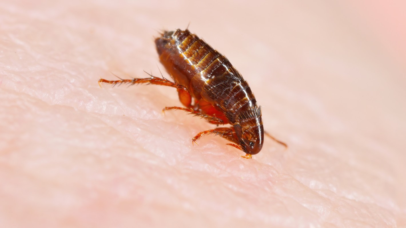 A flea on human skin drinking blood