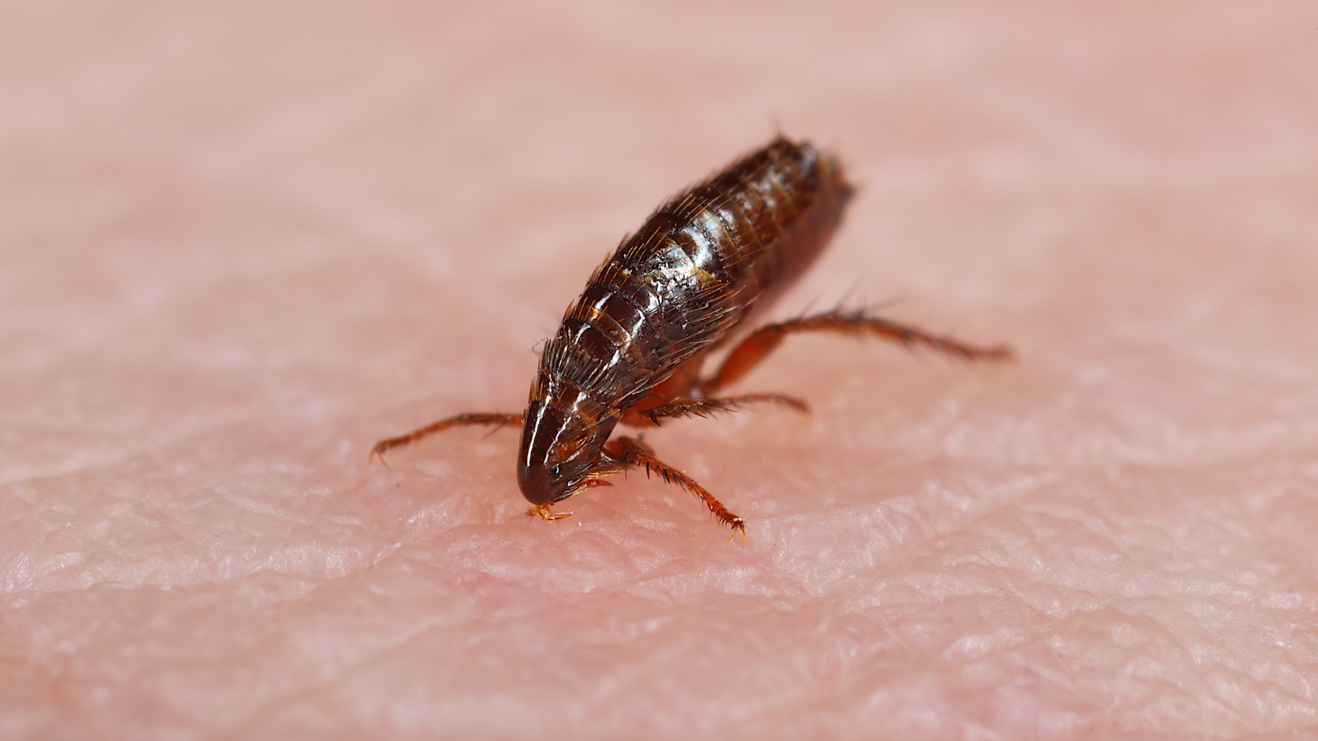 Health officials report record number of potentially fatal typhus cases: 'Everyone is at risk'