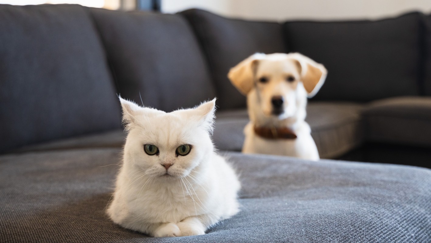 A white cat lounges on a sofa while a dog sits blurred in the background.