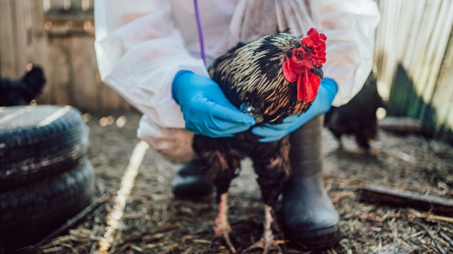 A person in protective gear holds a rooster in a chicken coop with dirt and tires in the background.