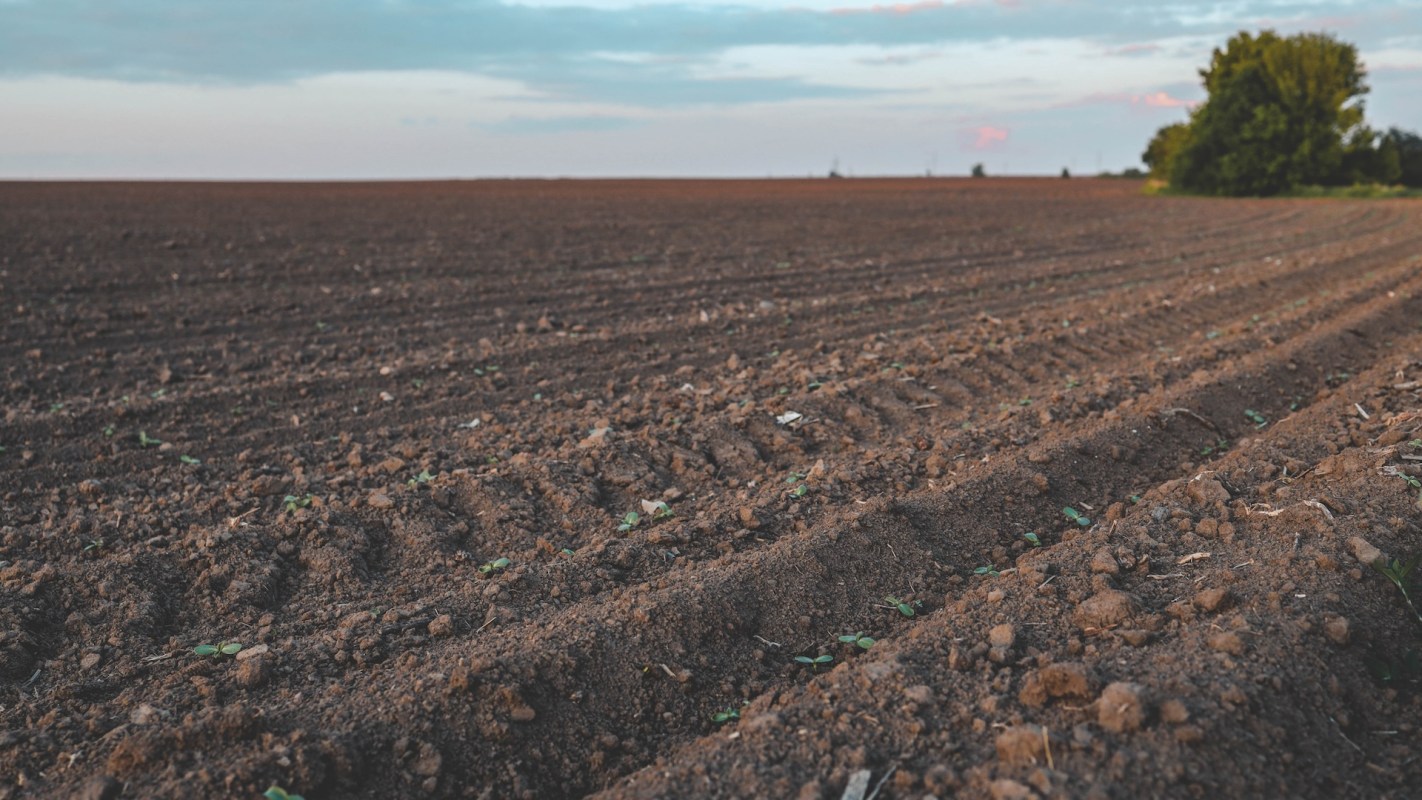 A close-up view of freshly tilled soil with small green sprouts emerging, under a broad sky.