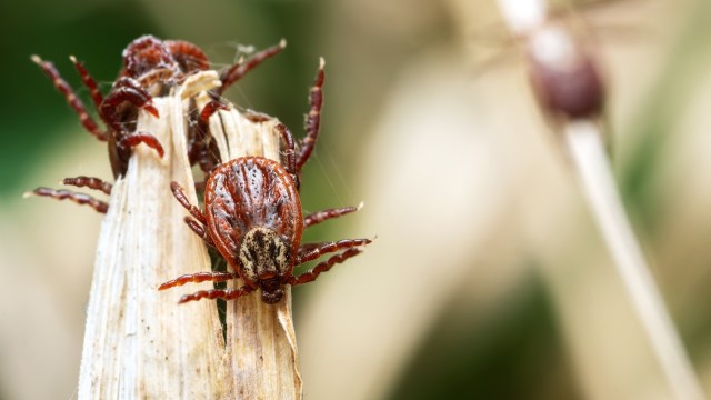 A close-up view of a tick resting on a dried plant stem.
