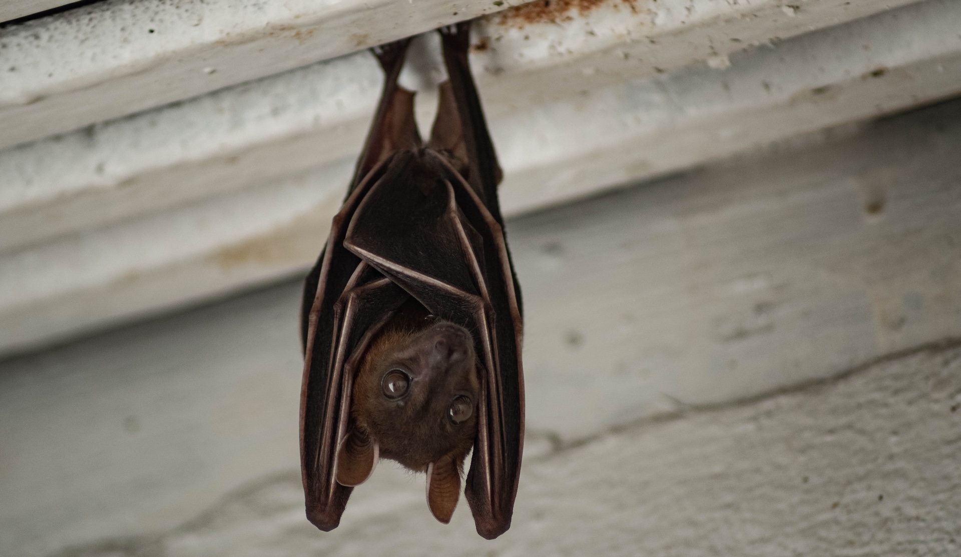 'Bat feast' videos reveal clues about how deadly diseases spread
