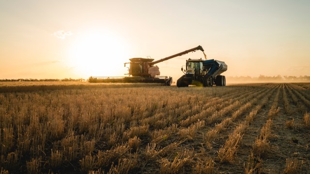 A combine harvester and tractor harvesting cereal grains.