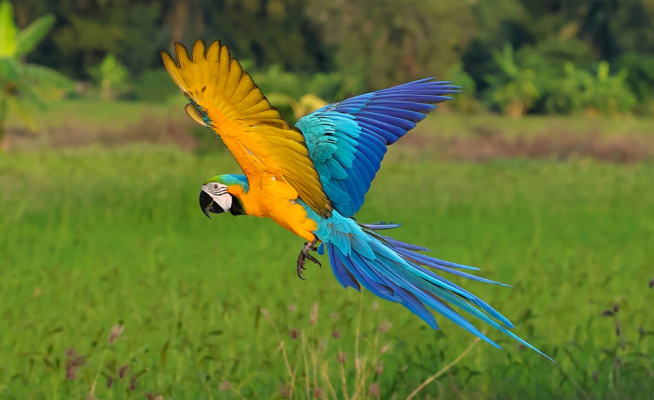 A vibrant blue and yellow macaw flying over a lush green field.