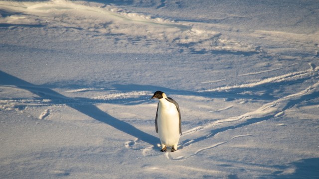 A solitary emperor penguin stands on a snowy landscape with faint tracks in the snow.
