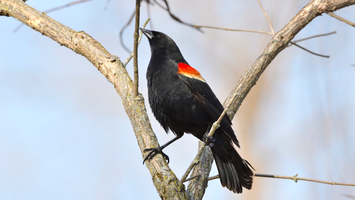 A black bird with red and white shoulder markings perched on a branch against a soft blue background.