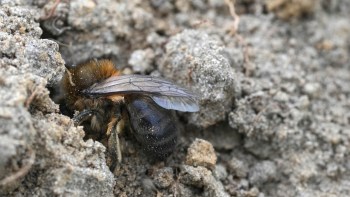 A close-up of a bee partially buried in soil, showcasing its detailed wings and furry body.