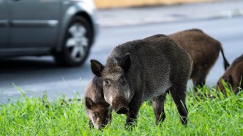 Wild boars foraging near a road with a car in the background.