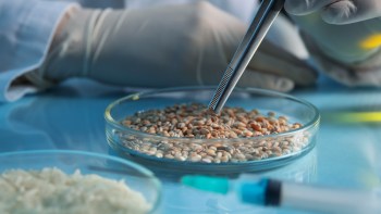 A researcher uses tweezers to examine seeds in a petri dish in a lab.