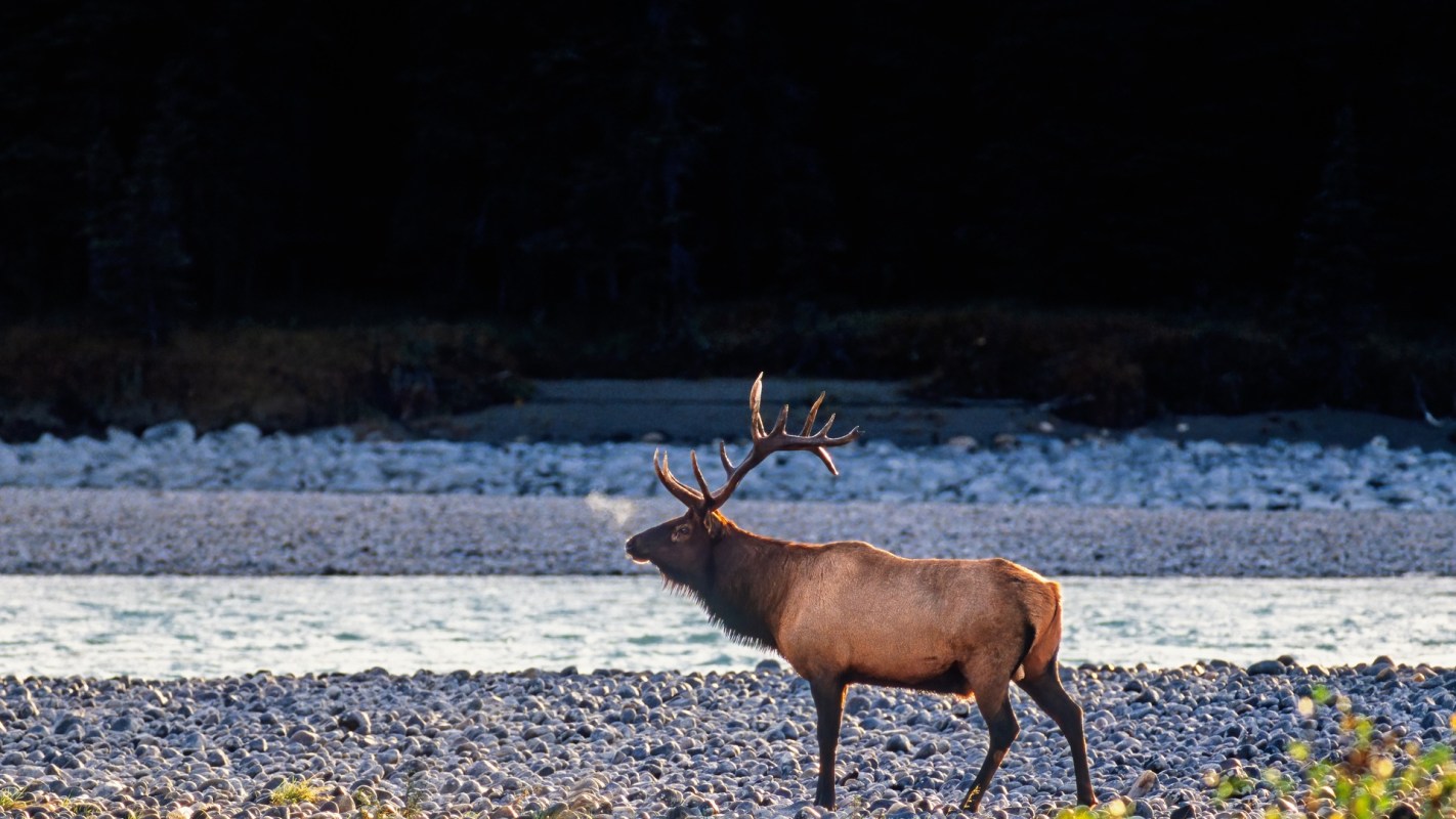 An elk stands on a rocky riverbank with a forest backdrop.