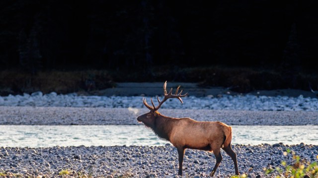 An elk stands on a rocky river bank.