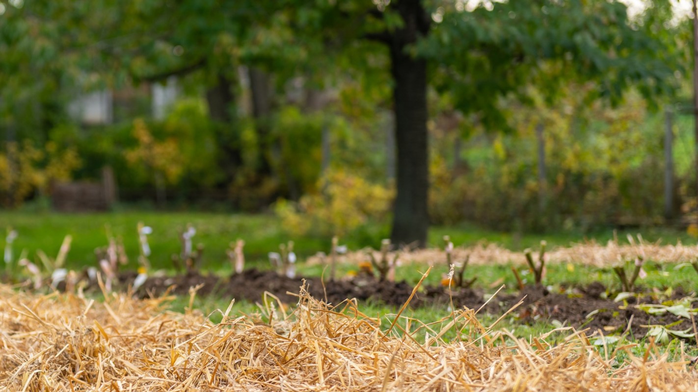 A field with straw covering the soil and small plants emerging in the background under a tree.