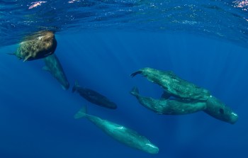A group of sperm whales swimming underwater in deep blue ocean waters.