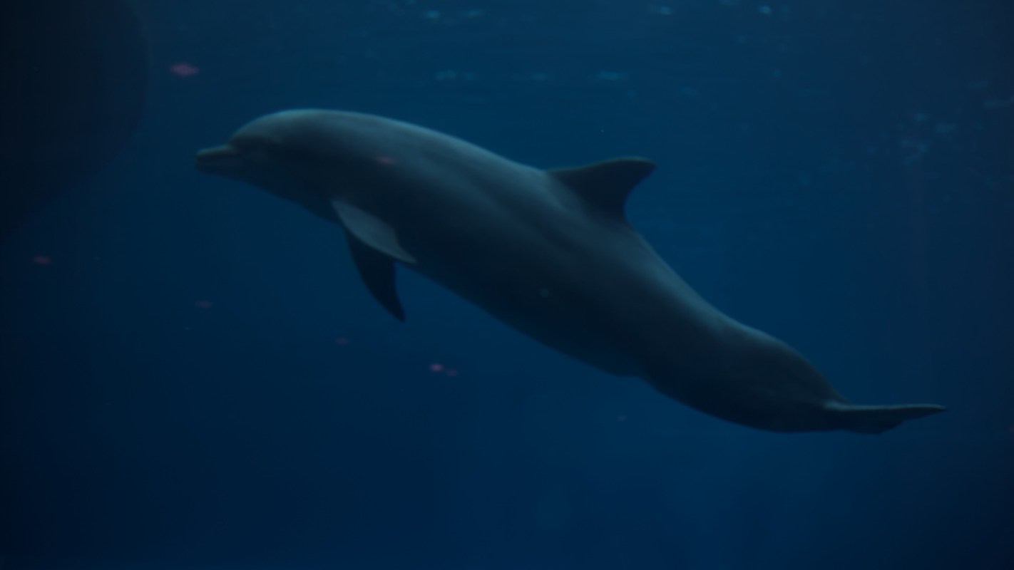 A dolphin swimming gracefully underwater in a dimly lit environment.