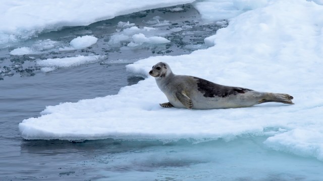 A seal rests on a small ice floe in a calm, icy body of water.