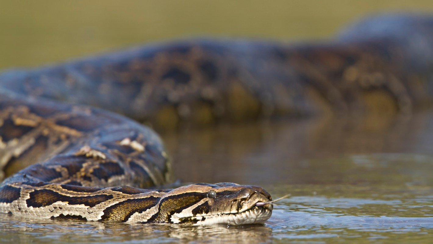 A large Burmese python is partially submerged in water, with its head visible and tongue flicking out.