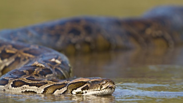 A large Burmese python is partially submerged in water, with its head visible and tongue flicking out.