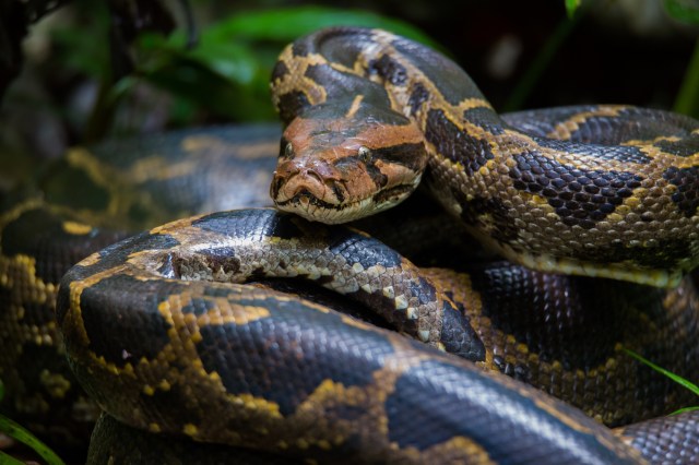 A close-up of a large, patterned Burmese python resting among green foliage.