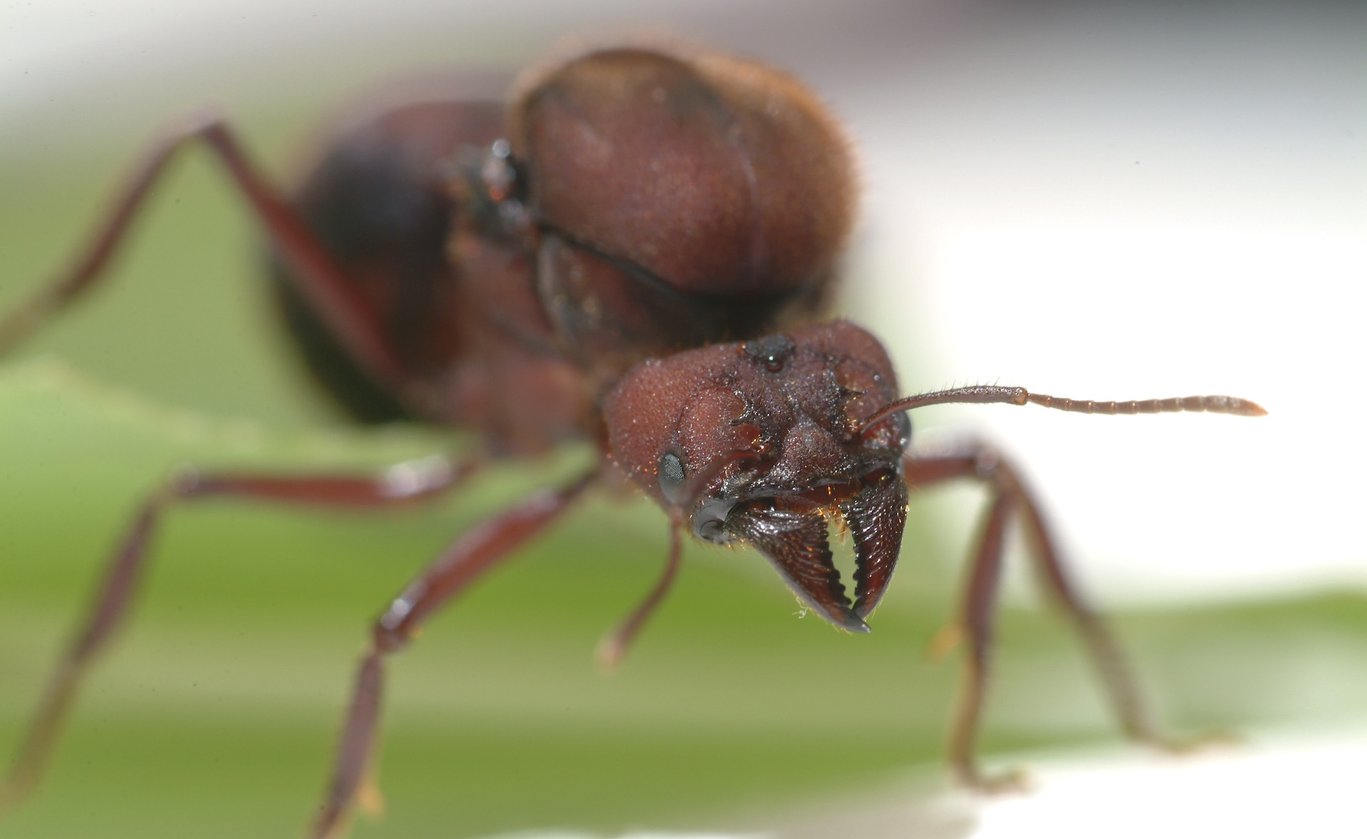 International ant collectors stir controversy amid influx of black market trafficking