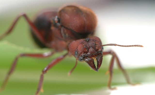 A close-up of a red ant queen with prominent mandibles and antennae against a blurred green background.