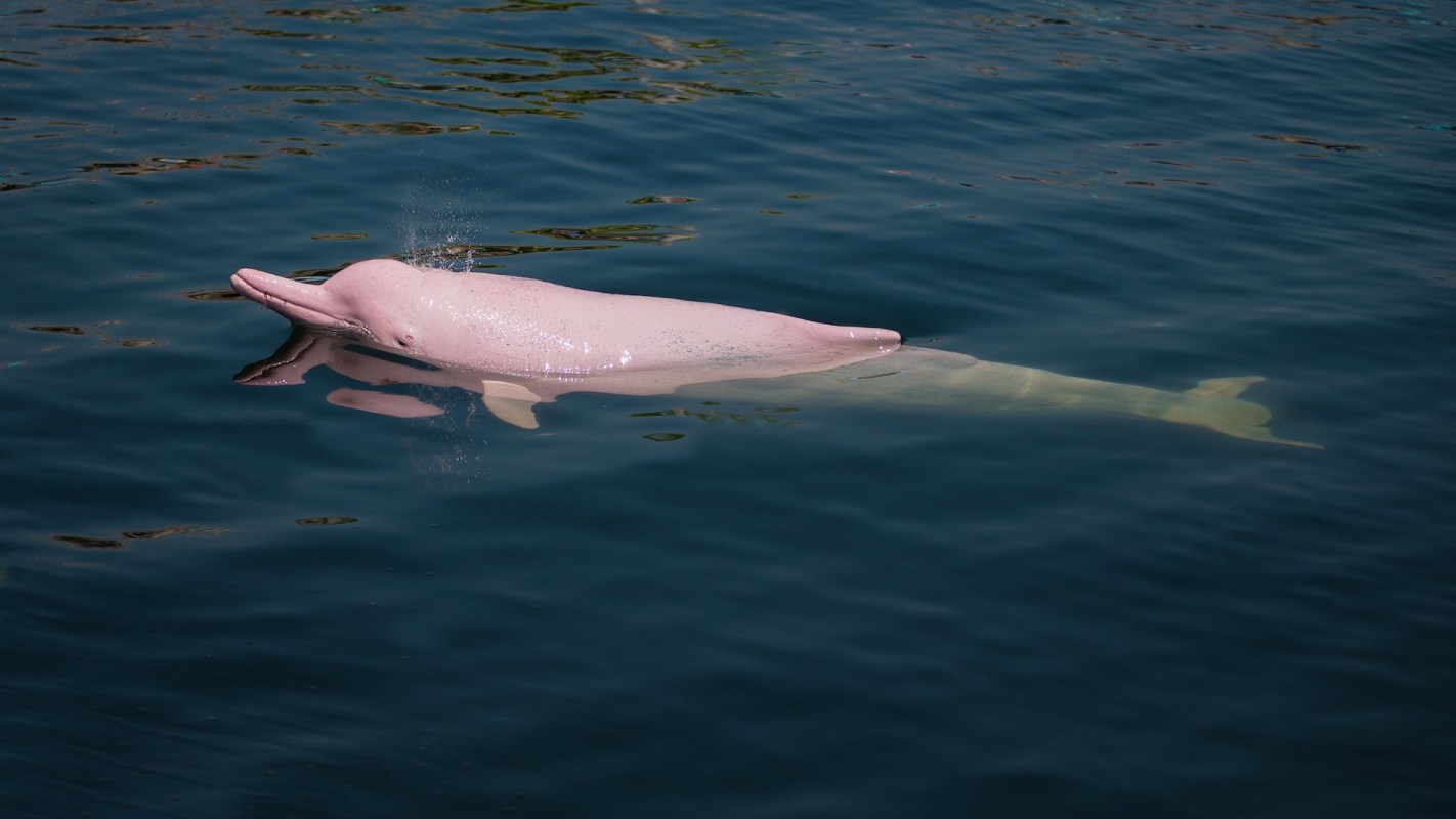 A pink dolphin swimming gracefully in calm blue waters, with a splash above its head.