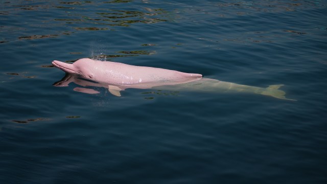 A pink dolphin swimming gracefully in calm blue waters, with a splash above its head.
