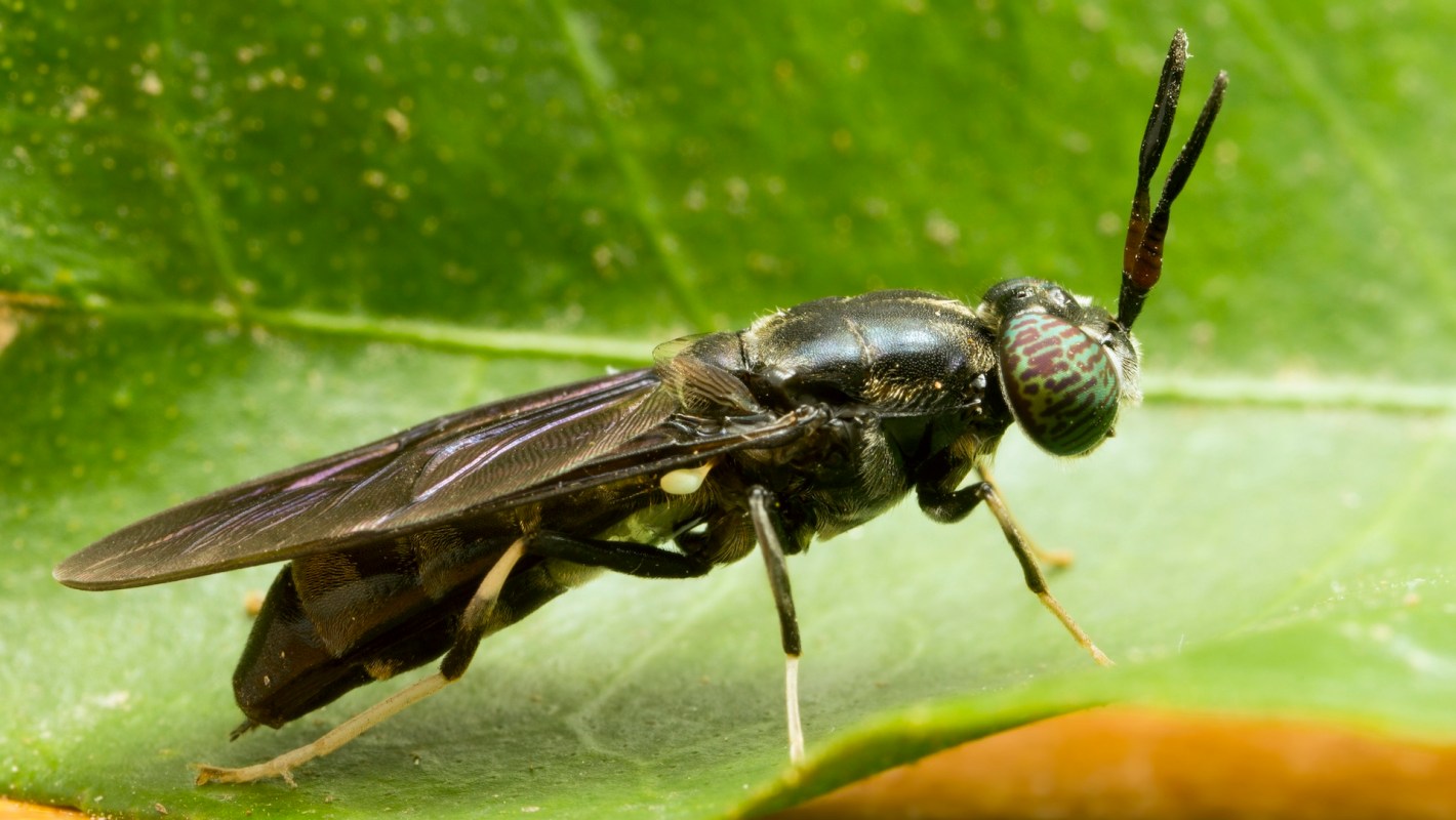 A close-up view of a black soldier fly with green eyes resting on a green leaf.
