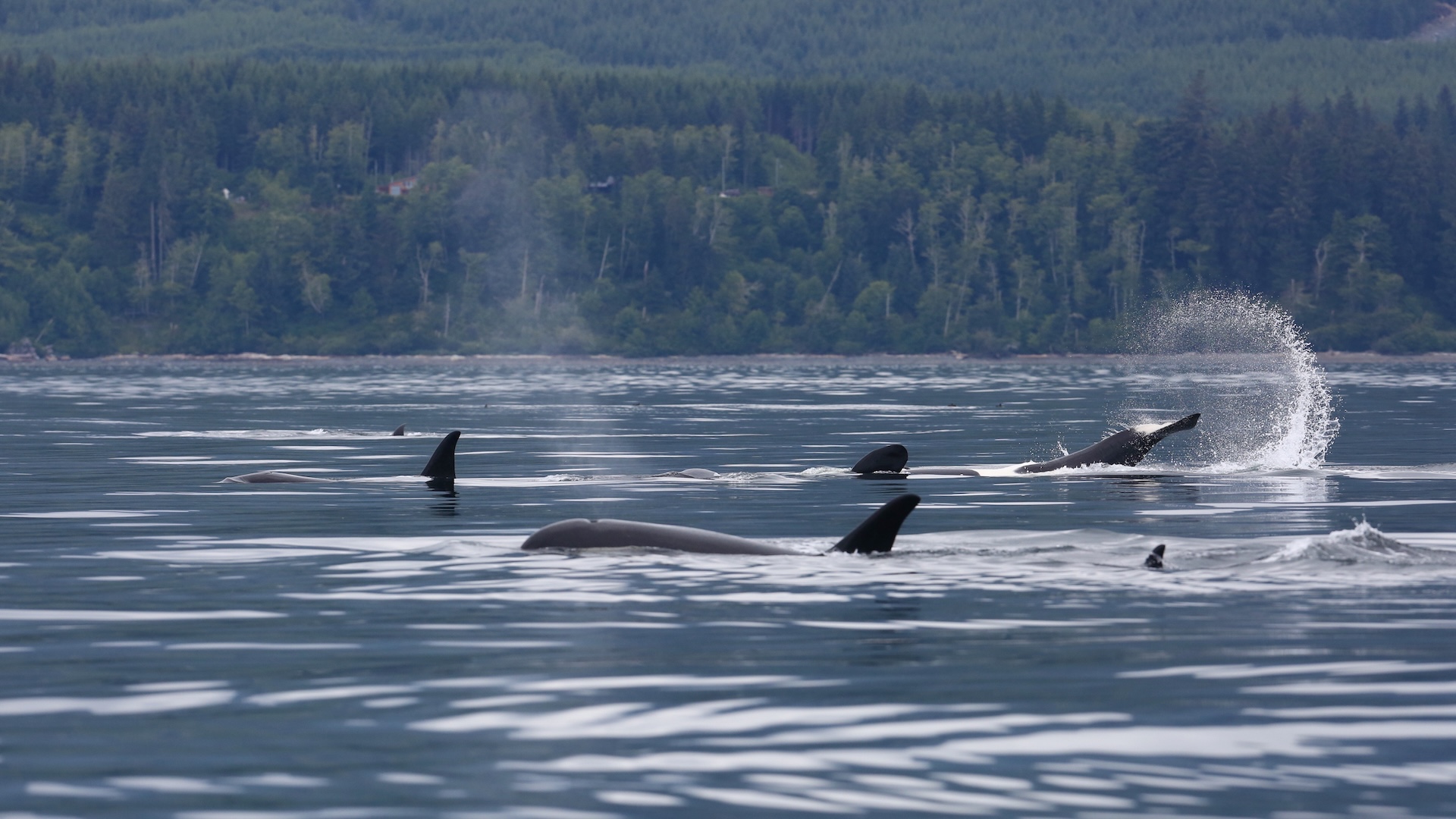 Three orcas appear thousands of miles away from home, stunning scientists