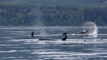 A group of orcas surfaces in water.