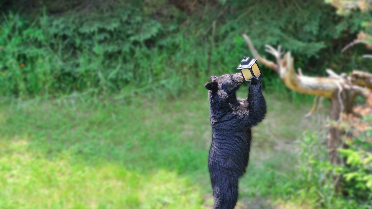 A black bear standing on its hind legs, examining a bird feeder in a natural green setting.