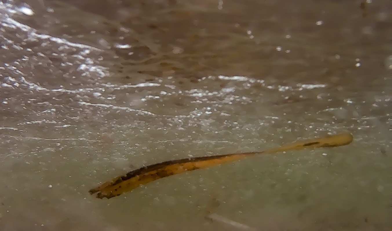 A close-up of a small worm in frozen water over a sandy bottom.