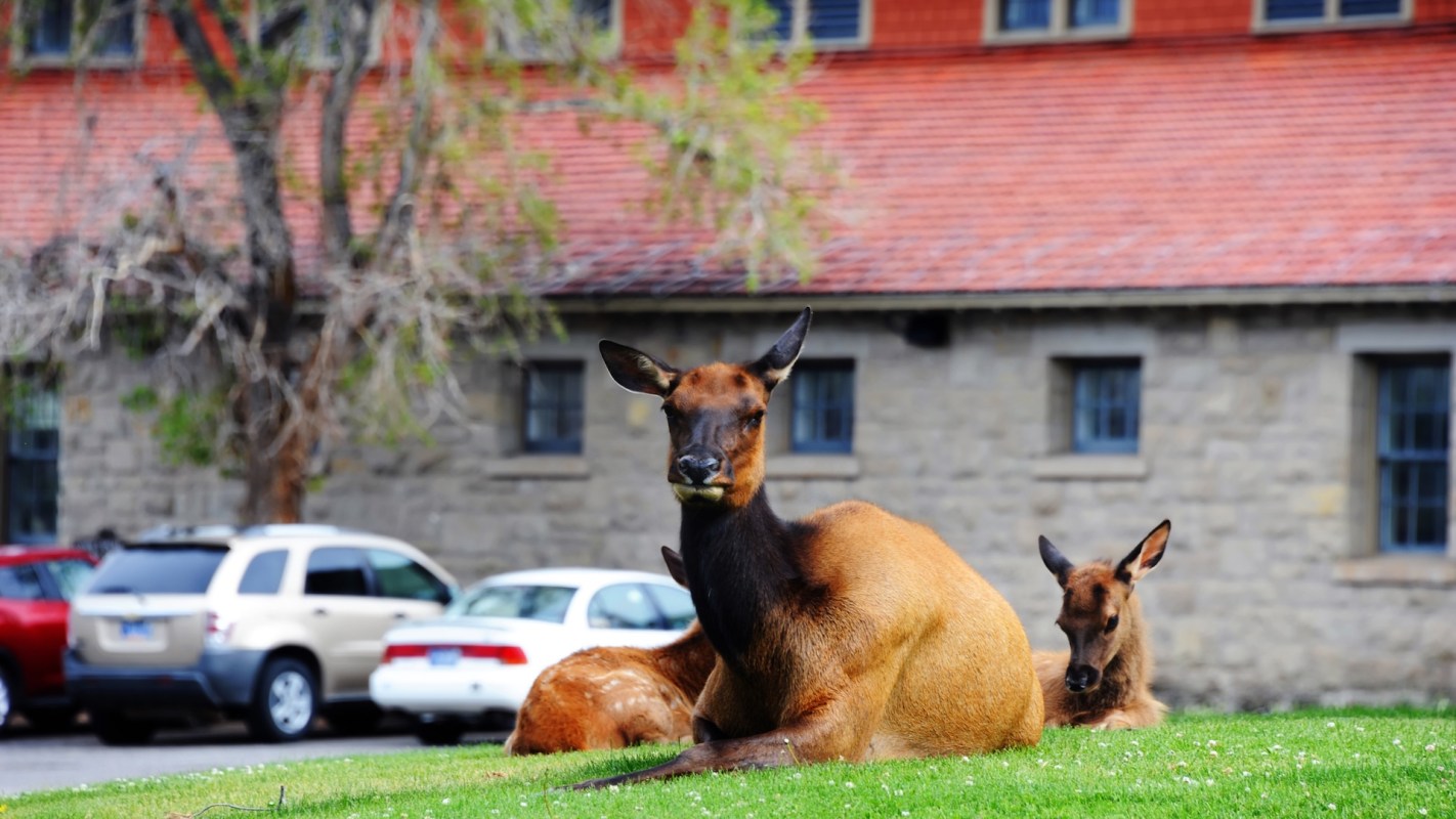 A close-up of two female elk lying on the grass in front of a building.
