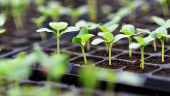 Young seedlings sprouting in a seed tray, surrounded by dark soil and green foliage.